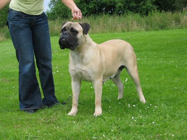 Korona Xena | Bullmastiff 