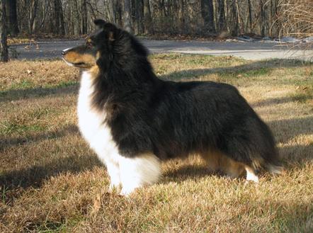 Vinita Apple Acres Unveiling | Shetland Sheepdog 