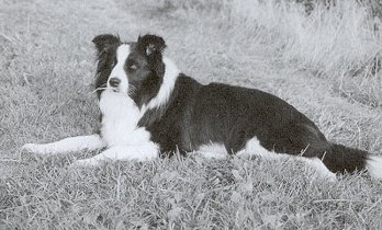 Lethans High Time | Border Collie 