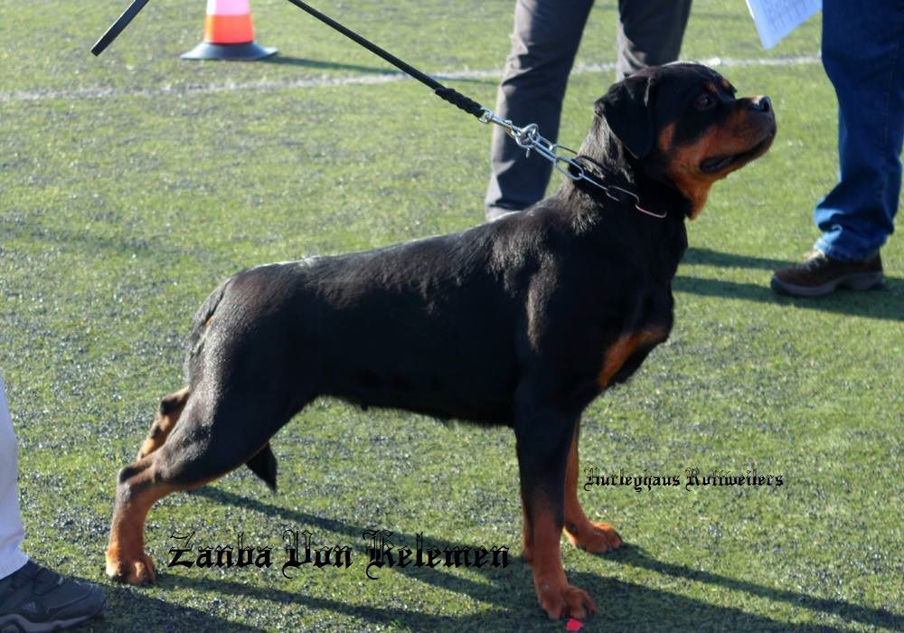 Zanba Von Kelemen | Rottweiler 