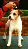 Howlbeck Murky Moss of Ratpack | Parson Russell Terrier 