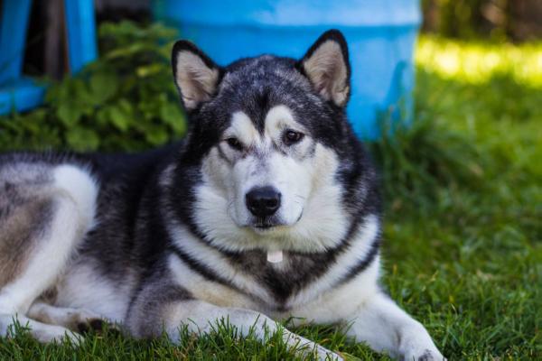 Amelhuk Largo Wins | Alaskan Malamute 