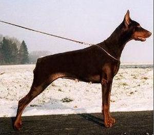 Anna v. Bullerbü | Brown Doberman Pinscher