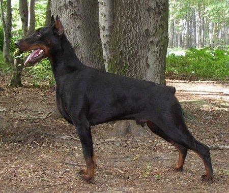 Chester Earl of Windsor | Black Doberman Pinscher