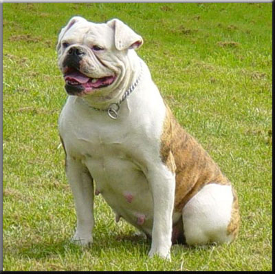 Manstopper's Fat Chick | American Bulldog 