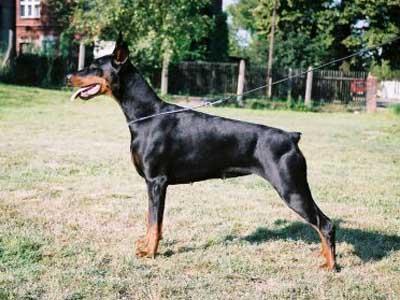 Corina Windsor | Black Doberman Pinscher