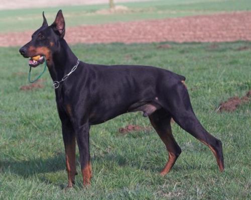 Matrix v. Edertal | Black Doberman Pinscher