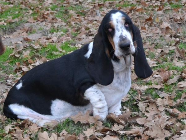 UNDER THE SPELL OF FLORENCE | Basset Hound 