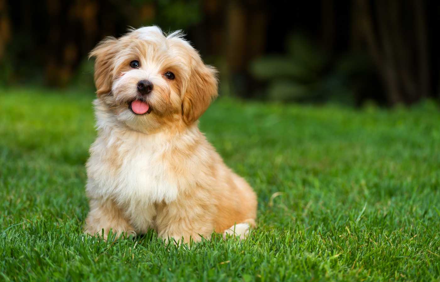 Havanese