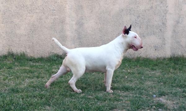 Vito Corleone for Mosabull del Dianiri | Bull Terrier 