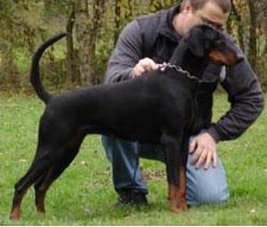 Maendy v. Edertal | Black Doberman Pinscher