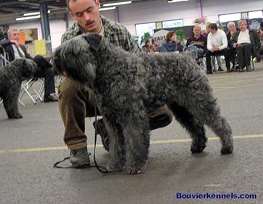 Bella Primadona v.d. Overstort | Bouvier des Flandres 