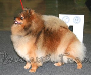 Veseli Gnom Ussi | German Spitz 