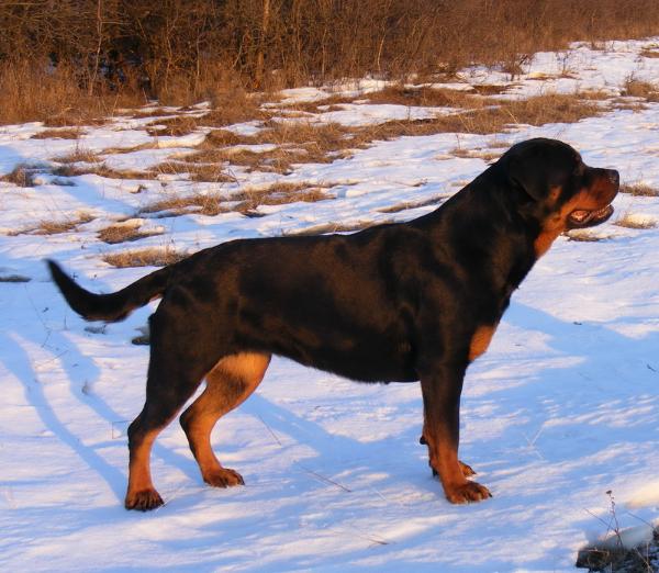 sasha von chiorean | Rottweiler 