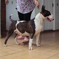 Forte do Bull Betina | Bull Terrier 