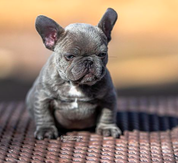 RRBullyz Morpheus | French Bulldog 