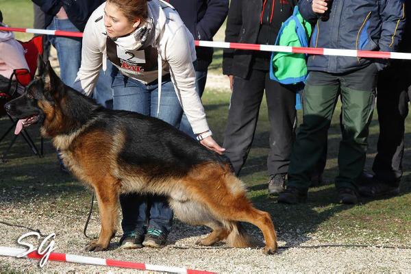 Erkan vom Türkenkopf | German Shepherd Dog 