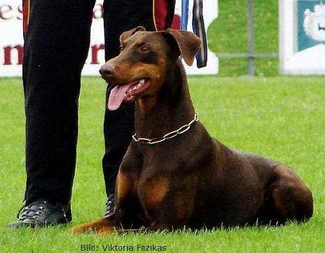 Mona v. Edertal | Black Doberman Pinscher