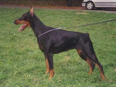 Here-Herera z Diabeli | Black Doberman Pinscher