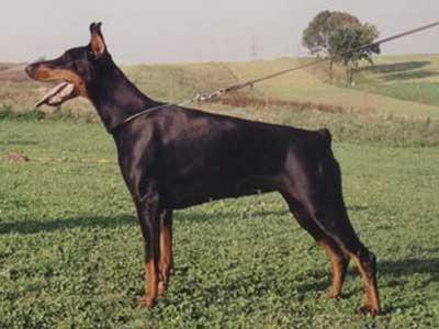 Heidi-Hazine z Diabeli | Black Doberman Pinscher