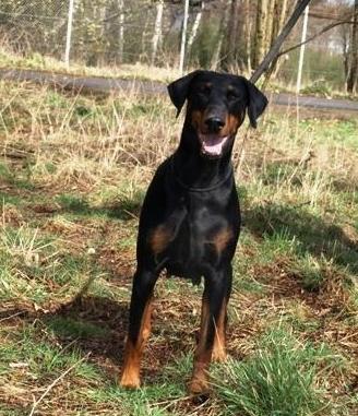 Hexe v.d. Zonser Heide | Black Doberman Pinscher