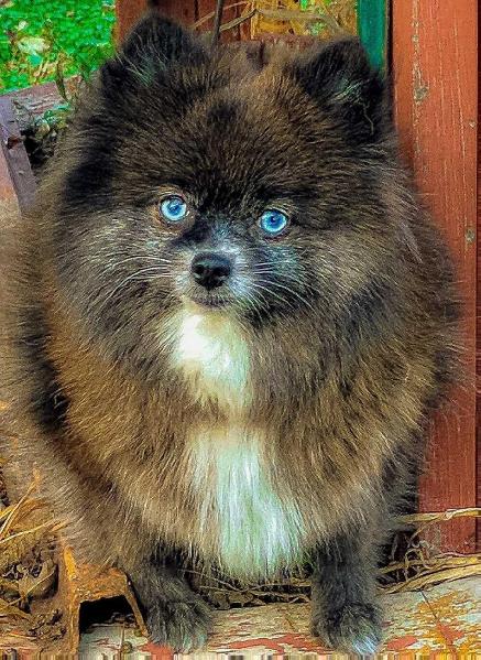 POM ADORE MS SAVANNAH BLU | Pomeranian 