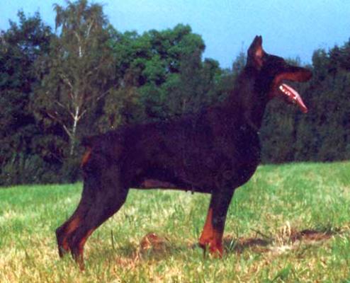 Carrera z Nory Susla | Black Doberman Pinscher