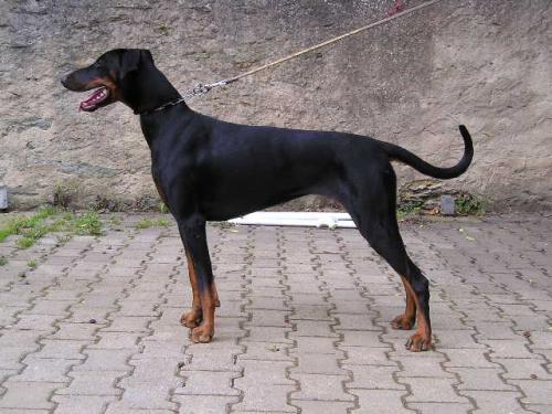 Evita v. Utgard | Black Doberman Pinscher