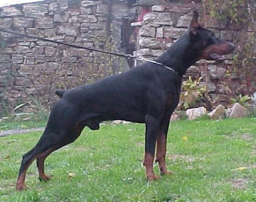 Riego Y Nunez del Citone | Black Doberman Pinscher