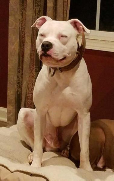 Lupe's Minion | American Bulldog 