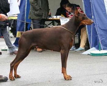 Bikahegy Örzöje Fanni | Brown Doberman Pinscher