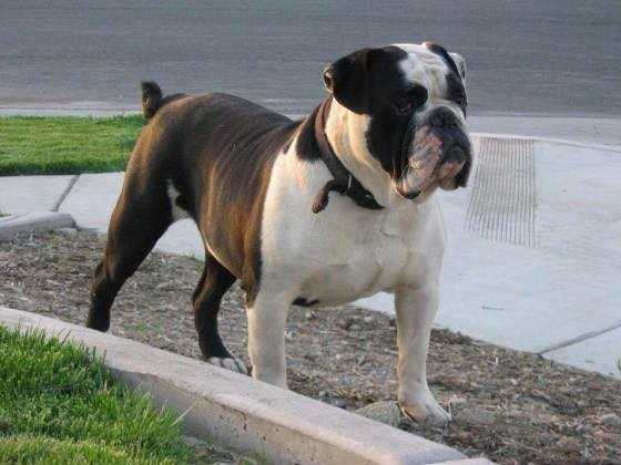 Trojan Bulldogges Roman Empire | Olde English Bulldogge 