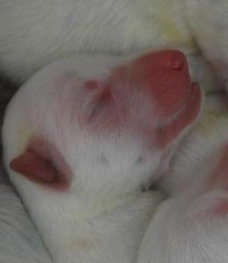 Nausicaa Ahlitah Quest | White Swiss Shepherd Dog 