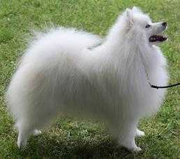ZBest Polars Bad To The Bone | American Eskimo Dog  ZBest Polars Bad To The Bone | American Eskimo Dog