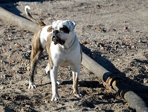 Bullforce Storm | American Bulldog 