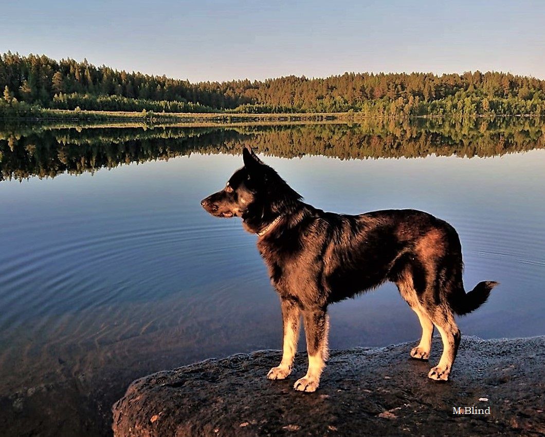 Njarga Virdi | Lapponian Herder 