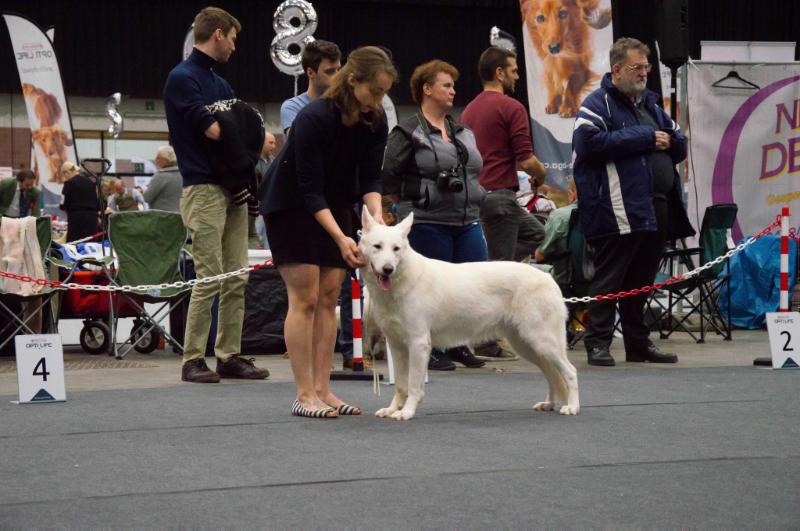 Dreamworks Presley Singin' in the Rain | White Swiss Shepherd Dog 