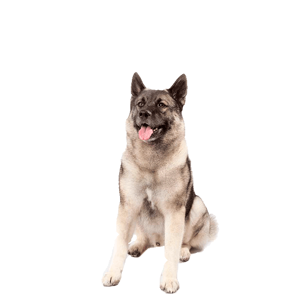 Norwegian Elkhound