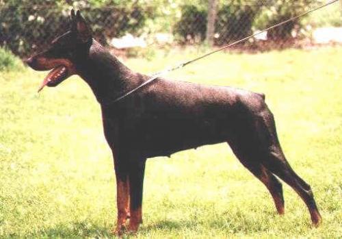 Toska v.d. Huize Reymen | Black Doberman Pinscher