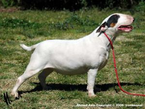 Asin Burbuja | Bull Terrier 