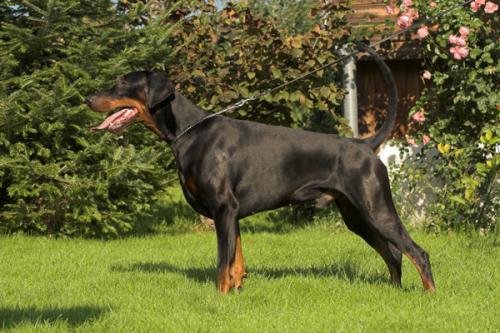 Brando v. Wilden Süden | Black Doberman Pinscher