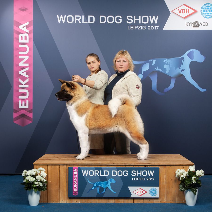 Tomo No Kimi Pretty Woman | Akita 