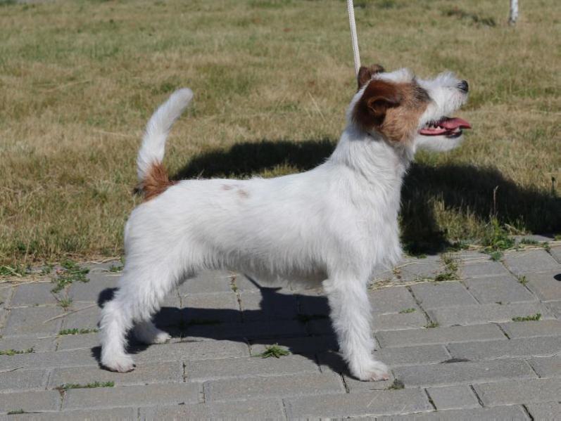 One in a Milion Iz Imperii Jamper | Jack Russell Terrier 