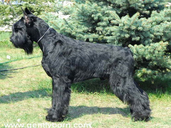 Gently Born STAND UP FOR THE CHAMPIONS | Giant Schnauzer 