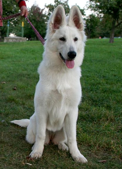 Aileen Suisse Lucky Bunch | White Swiss Shepherd Dog 