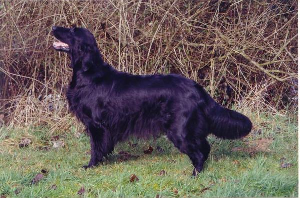 Sunshadow of Glen Sheallag | Flat-Coated Retriever 