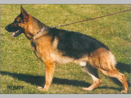 Pascha von der Reichenau | German Shepherd Dog 