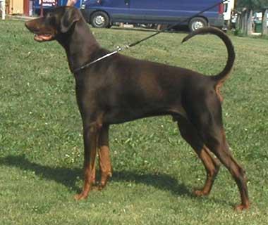 Little League's Fabled Fame | Brown Doberman Pinscher
