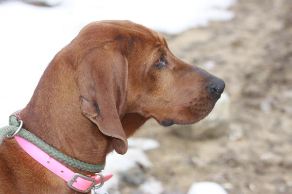 Drehbar's Zoey Anne | Redbone Coonhound 