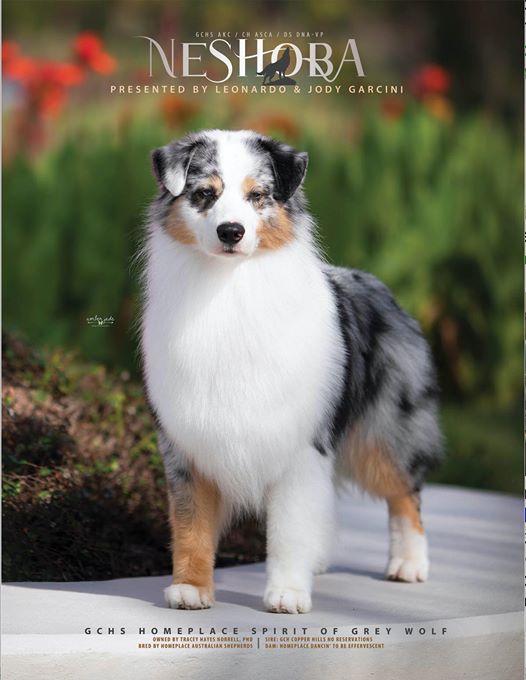 HOMEPLACE SPIRIT OF GREY WOLF | Australian Shepherd 